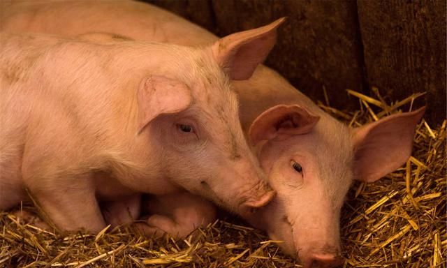 在农村"猪草包,羊好汉,牛的眼泪在打转"你们知道是什么意思吗