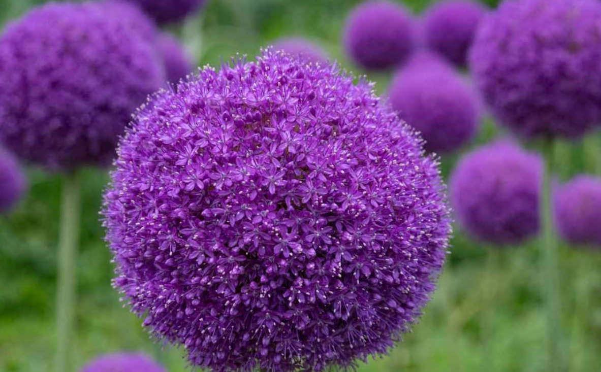 大花葱开出来的花球比大葱开出来的花球更大,颜色更