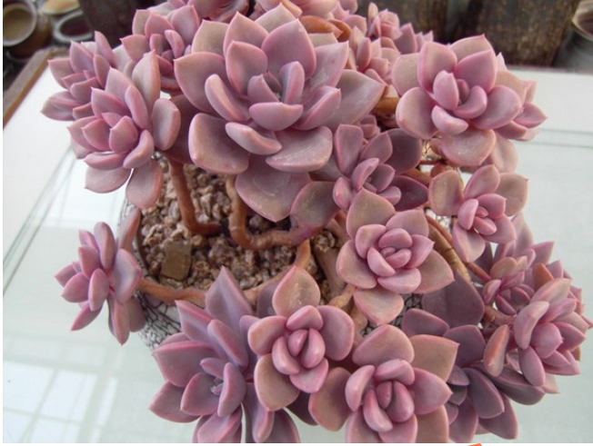 多肉植物黛比怎么养好