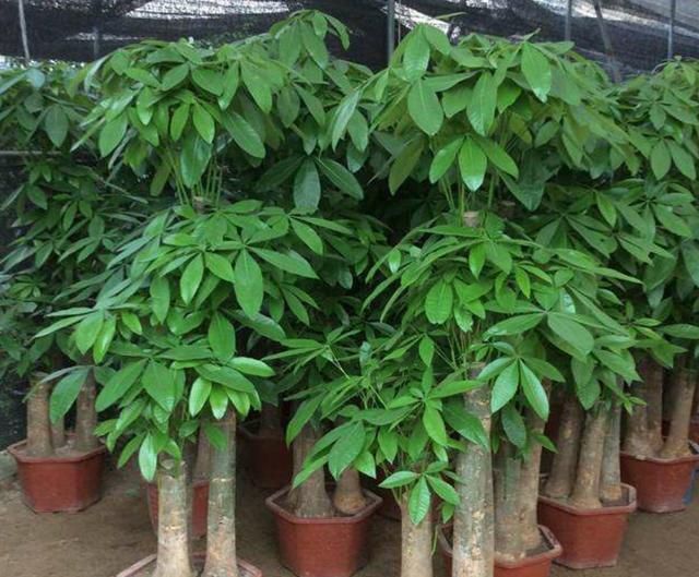 冬天两株入室较早,给予温暖的关照,叶片青翠,根系强健易于越冬|发财树