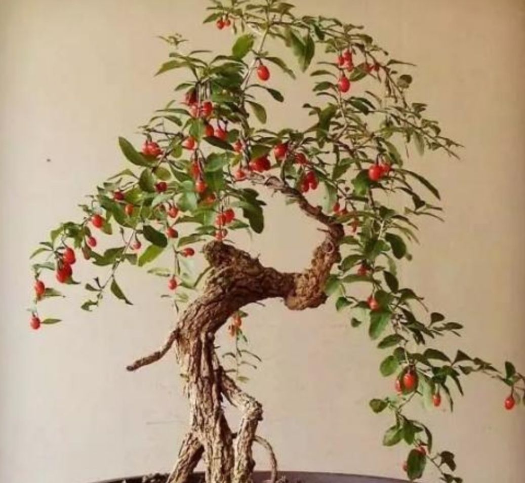 盆景不用买,野外3种常见树桩,做成盆景造型优美