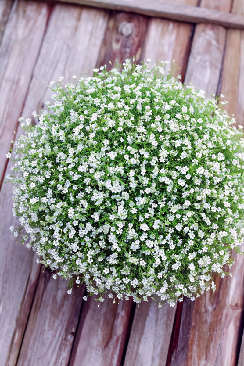 这花盛开时似小星星,挤在绿叶中绽放,名叫满天星,花语极美