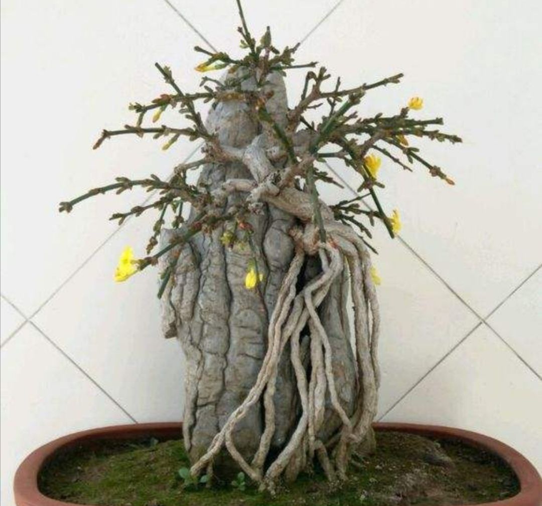 迎春花盆景,花期有4个"小技巧",能够延长观赏期