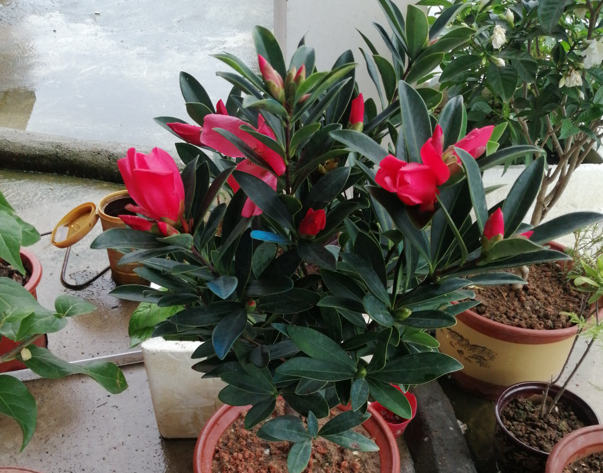 有种美叫四季茶花,比杜鹃还俊,满盆全是小红花!|杜鹃|茶花|四季_新浪