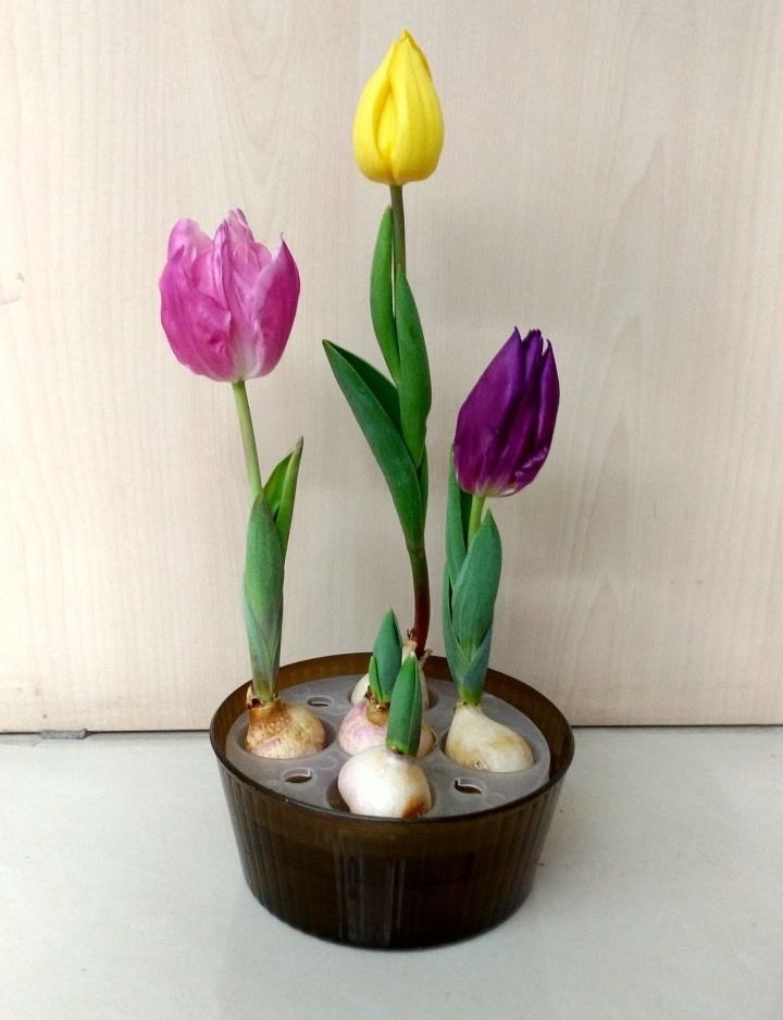 冬天养花怕麻烦,那就养点简单的,春节开花,美一个冬天|水培|种球