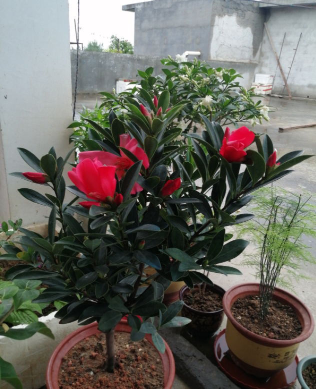 有种美叫四季茶花比杜鹃还俊满盆全是小红花