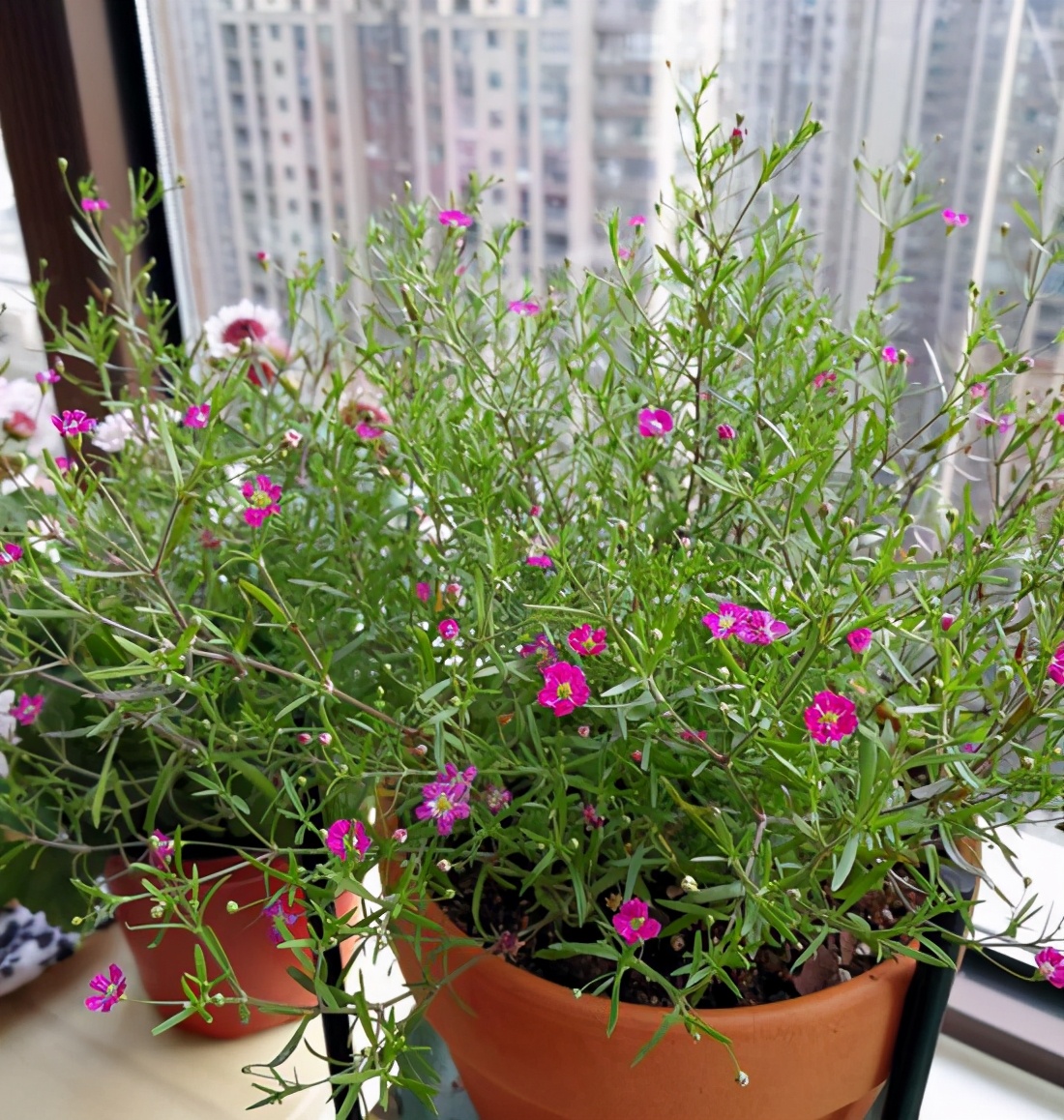 这花盛开时似小星星,挤在绿叶中绽放,名叫满天星,花语极美