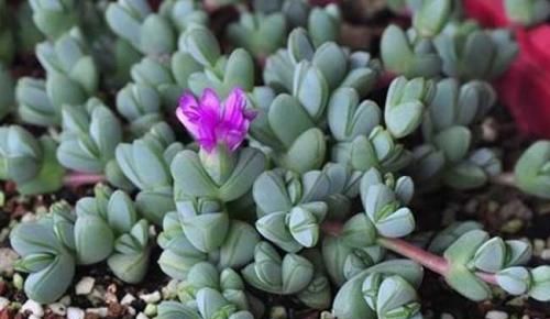 鹿角海棠,这么久了|鹿角|海棠|多肉植物_新浪新闻