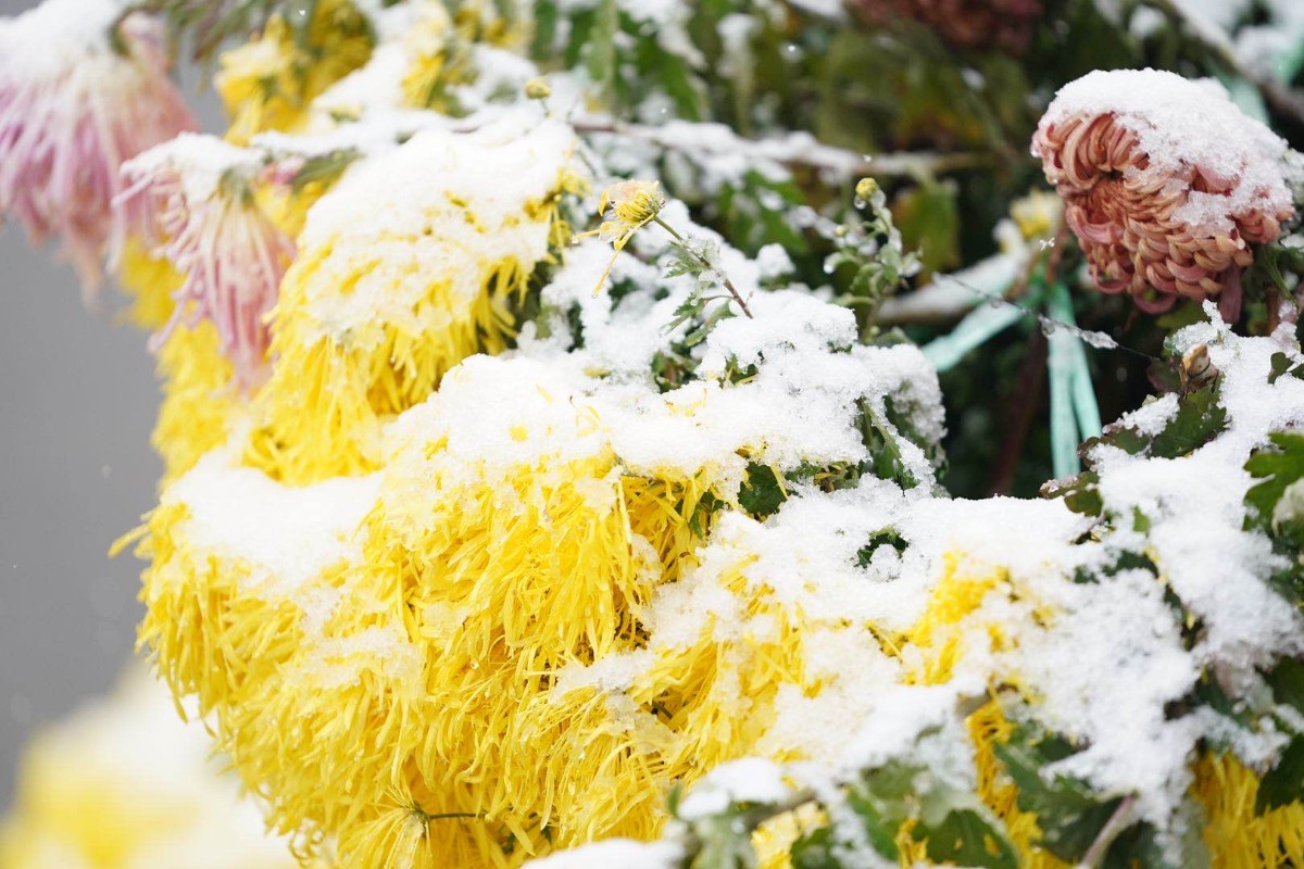 天坛祈年殿前菊花雪花相映成趣,游客赏花观雪两不误