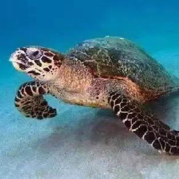 图说:玳瑁(即鹰嘴海龟).