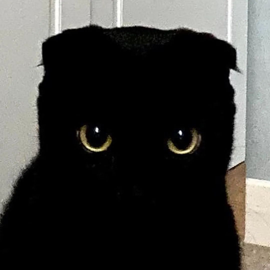 眼睛发光黑猫表情包图片