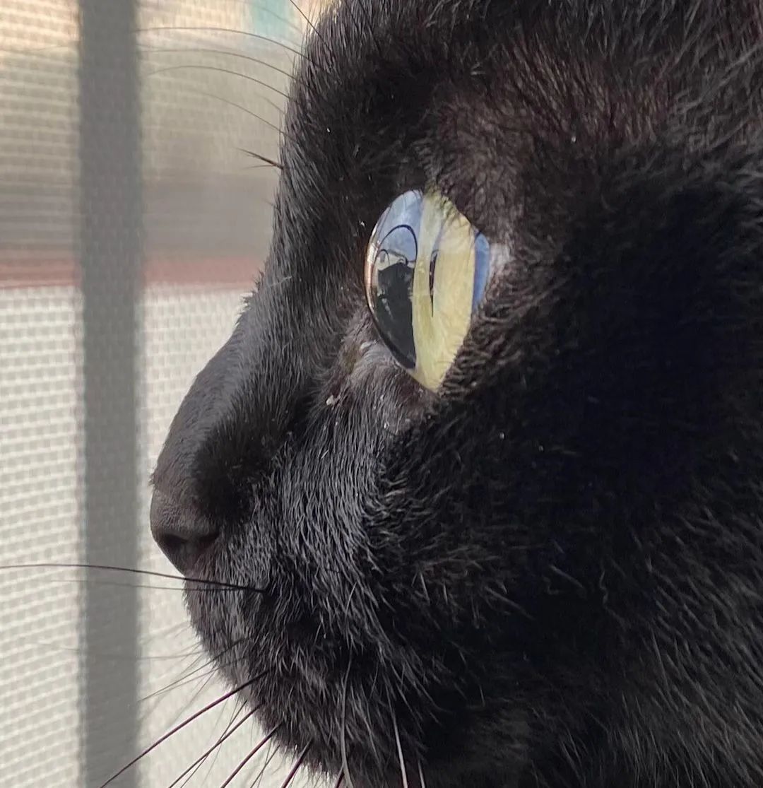 眼睛发光黑猫表情包图片