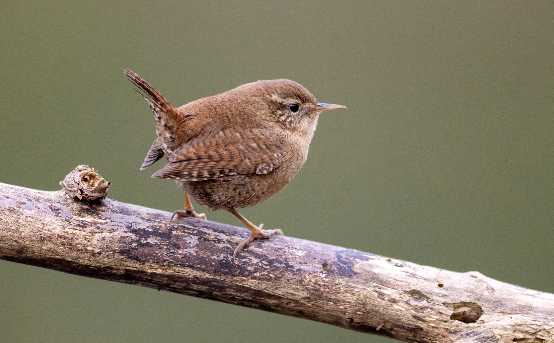埃根施泰因的野生鸟类
