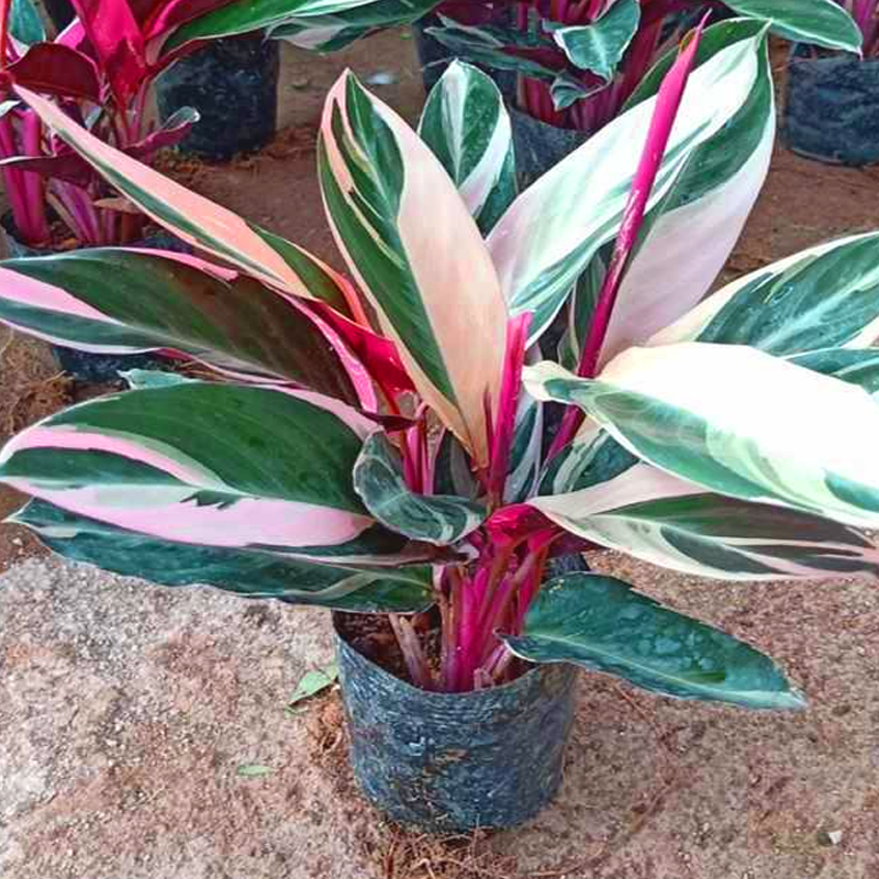 光鲜亮丽色彩斑斓的箭羽花七彩竹芋这么养护叶片清丽植株繁茂