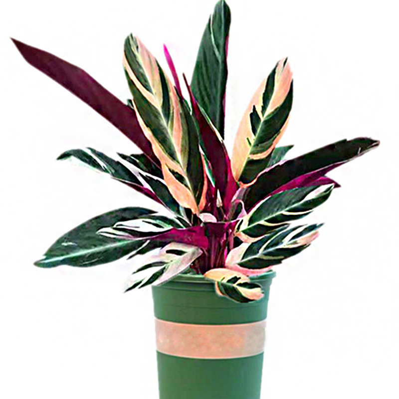 光鲜亮丽色彩斑斓的箭羽花七彩竹芋这么养护叶片清丽植株繁茂