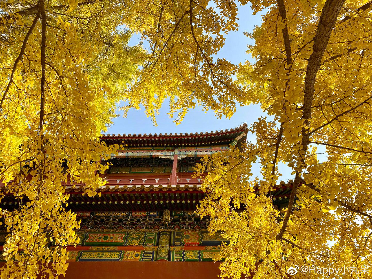 故宫的一年四季,有不重复的美: 春天,繁花似锦柳絮飞扬 夏天……|故宫_新浪新闻