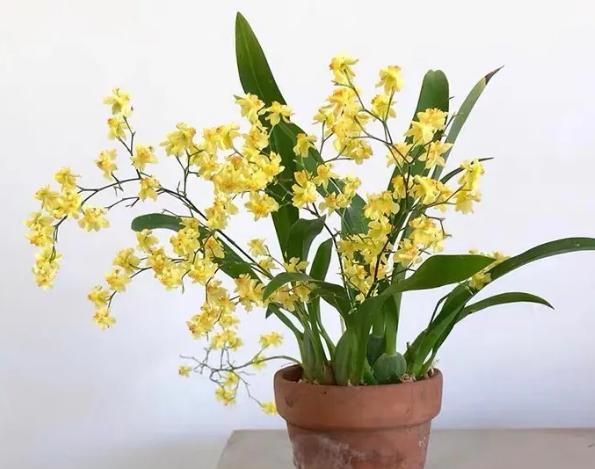 爱花就养文心兰,冬季盆栽牢记此4点,砰砰抽箭开花