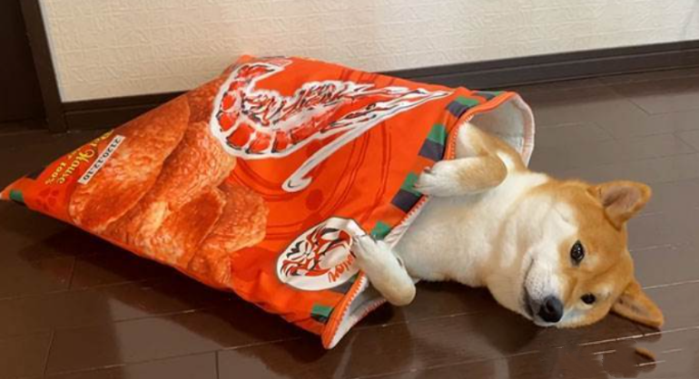 狗窝|柴犬|狗狗_新浪新闻