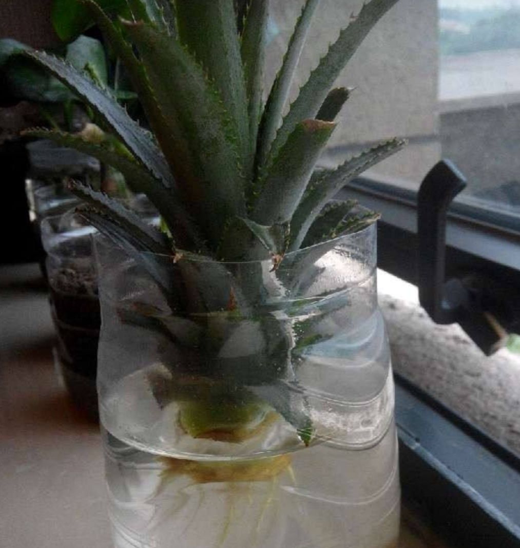 菠萝头不要扔,把它养成漂亮的小盆栽,方法很简单