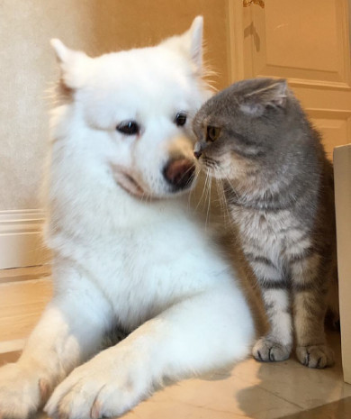 哈士奇和萨摩耶终于打起来了 哈士奇:再说我咬死你 表情笑喷路人