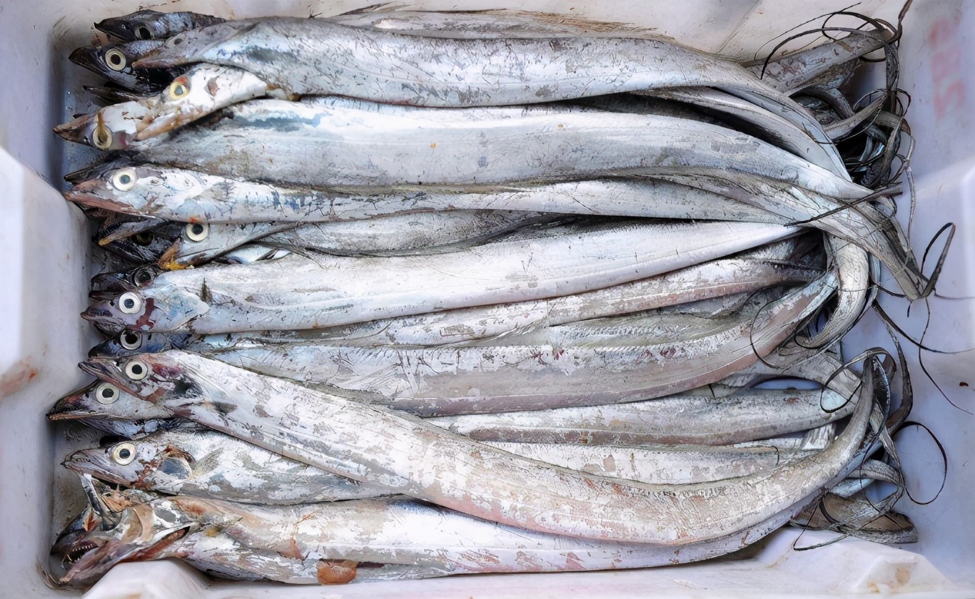 买带鱼时,不要只会挑大小,记住几点,不管冰鲜还是冰冻的都好挑|带鱼|