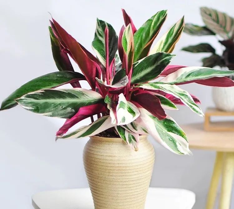 光鲜亮丽色彩斑斓的箭羽花七彩竹芋这么养护叶片清丽植株繁茂