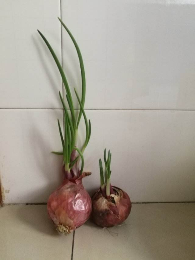 洋葱用处多,拿来养花能杀虫,自己在家也能种