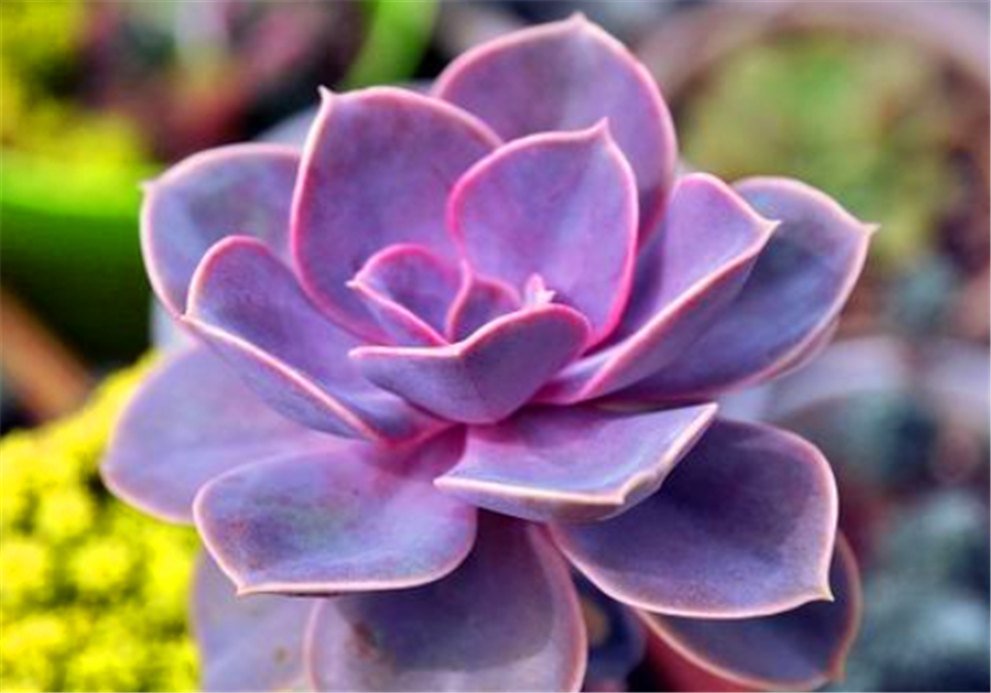 冬天养多肉紫珍珠,"3件事情"不能早做,学会了根系健康颜色亮