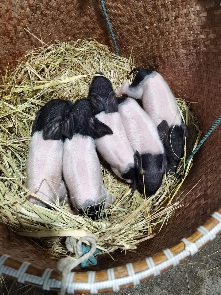 浙江首批克隆猪宝宝出生:中间白两头乌黑,活泼好动