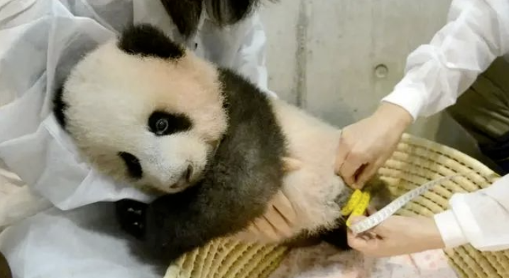 2017年9月，日方宣布经过与中方的协商，最终从..民众提交的322581个名字里选出了香香作为这只新生大熊猫的名字