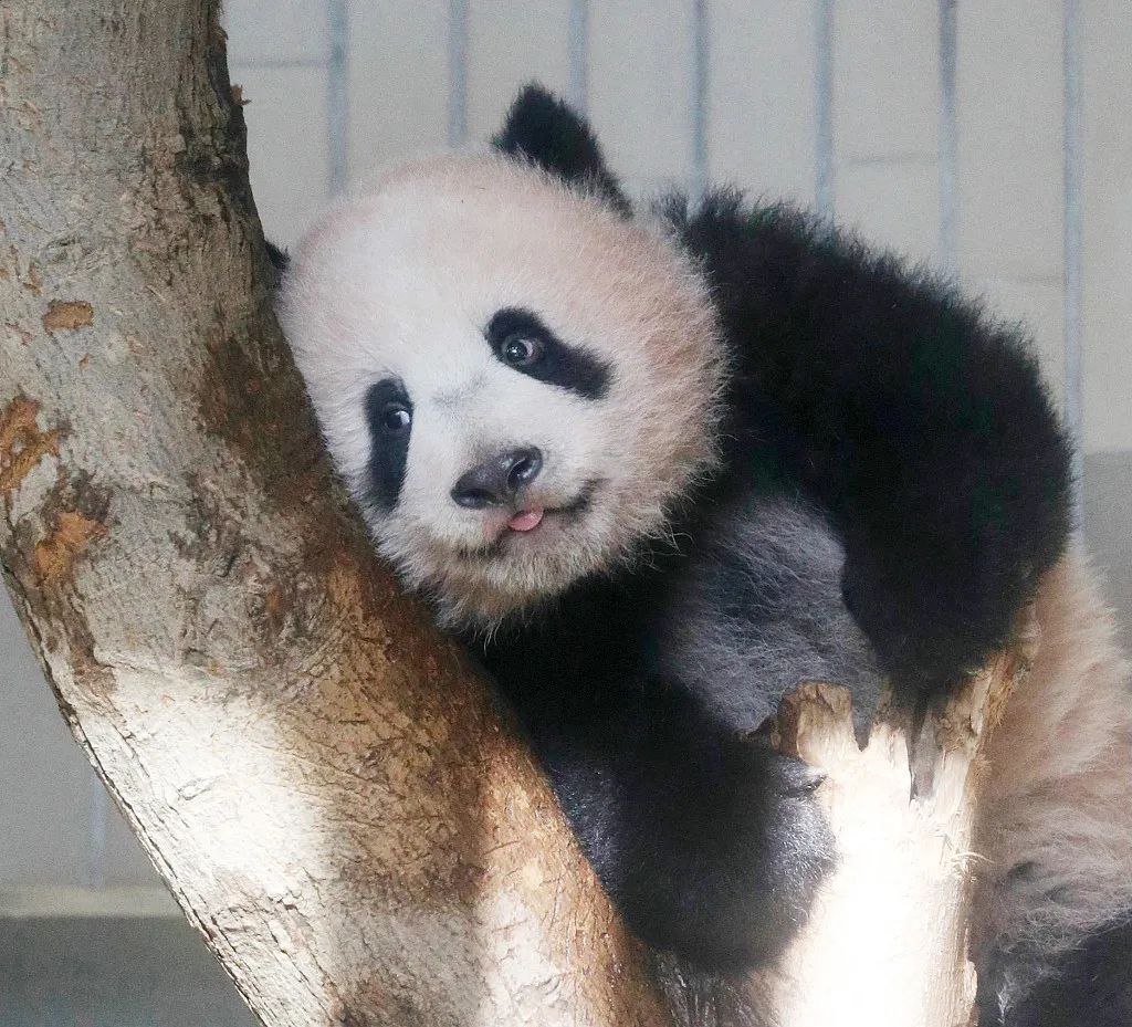 再留几天行吗？..舍不得大熊猫回中国