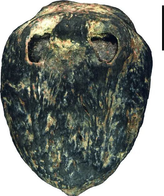 1500万年前的“木乃伊”南酸枣化石。（中国科学院南京地质古生物研究所王姿晰供图）