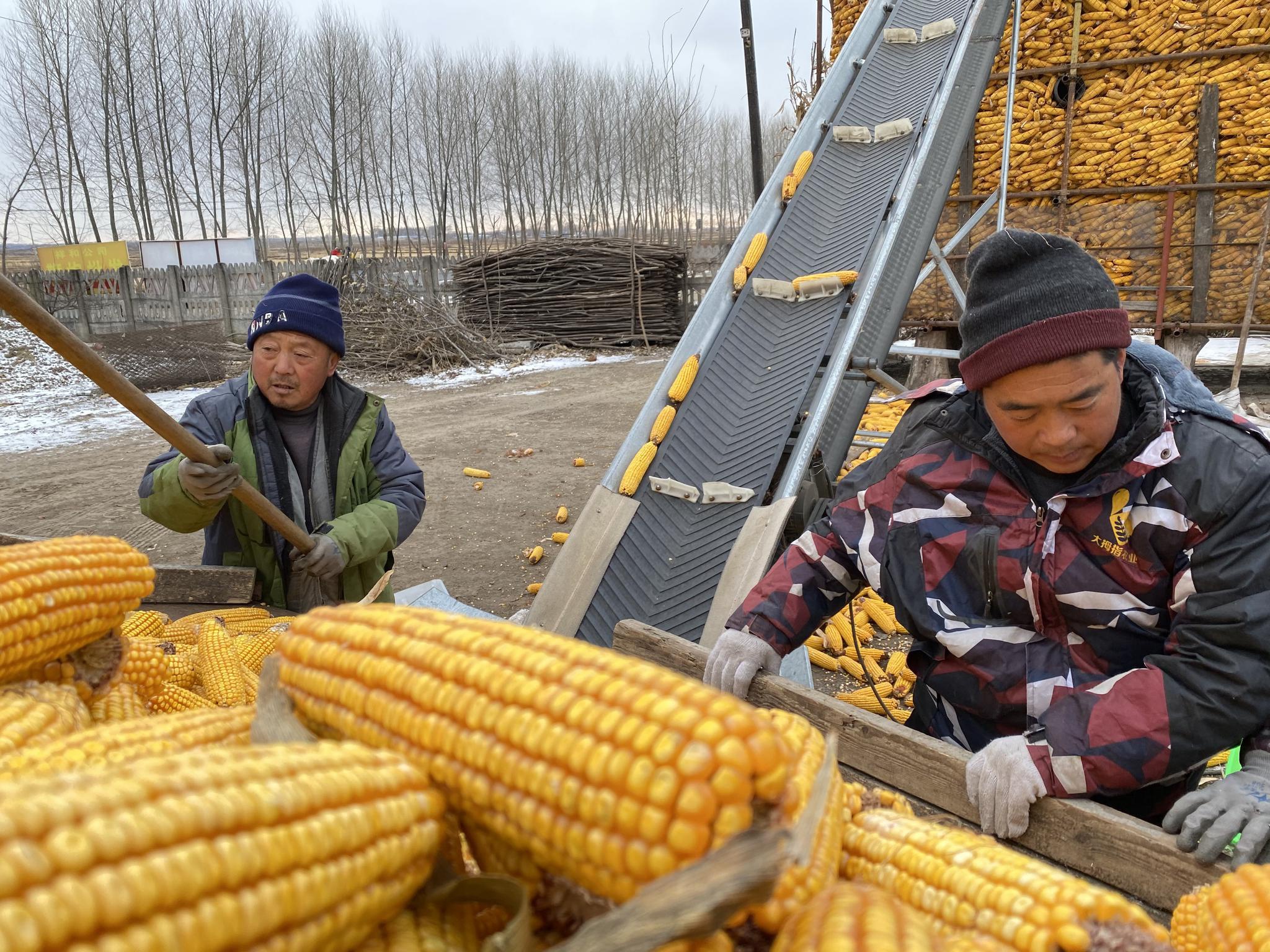 程显义一家使用传送带把玉米放入玉米架子中.