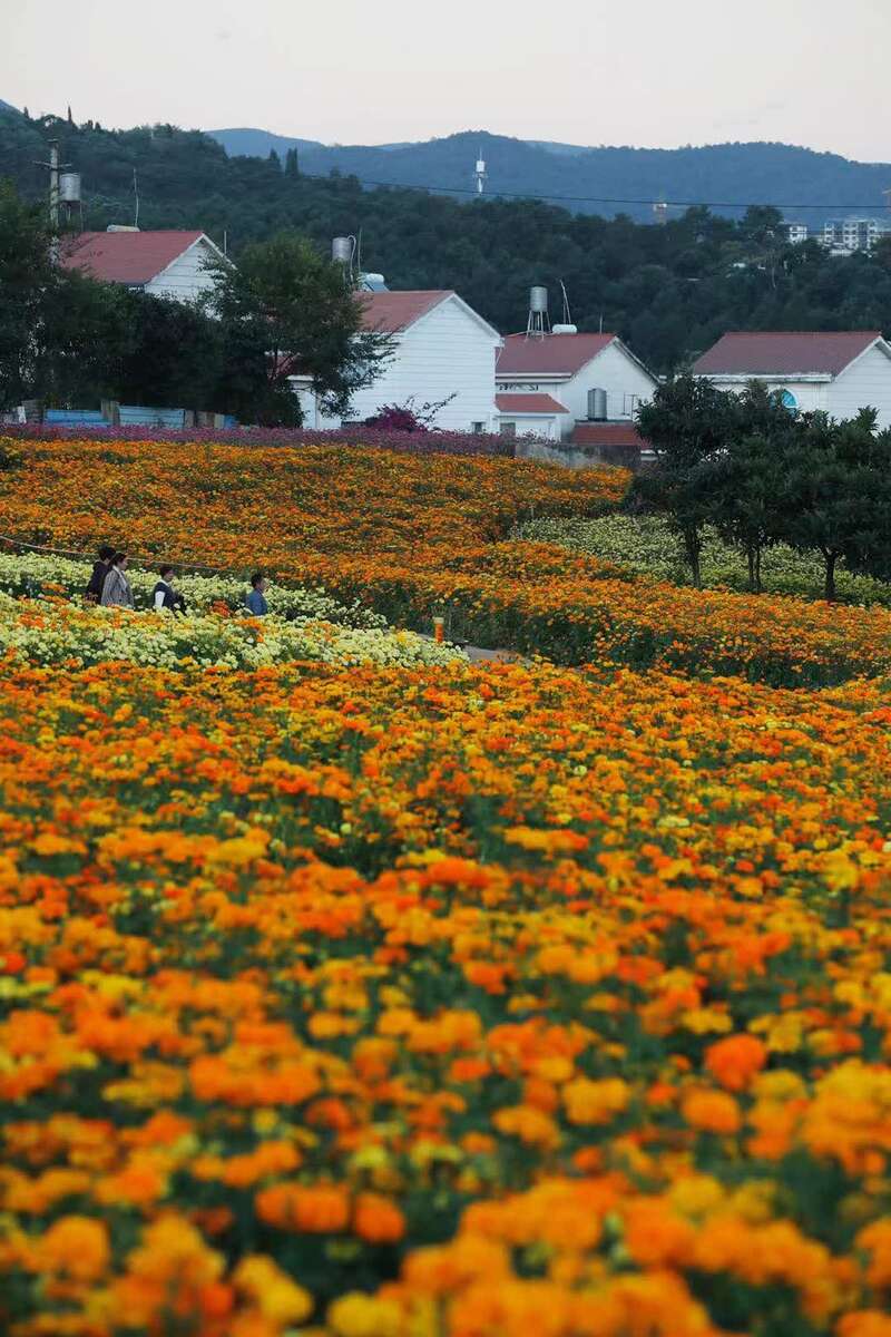 惊艳!云南安宁温泉冬季也有花海