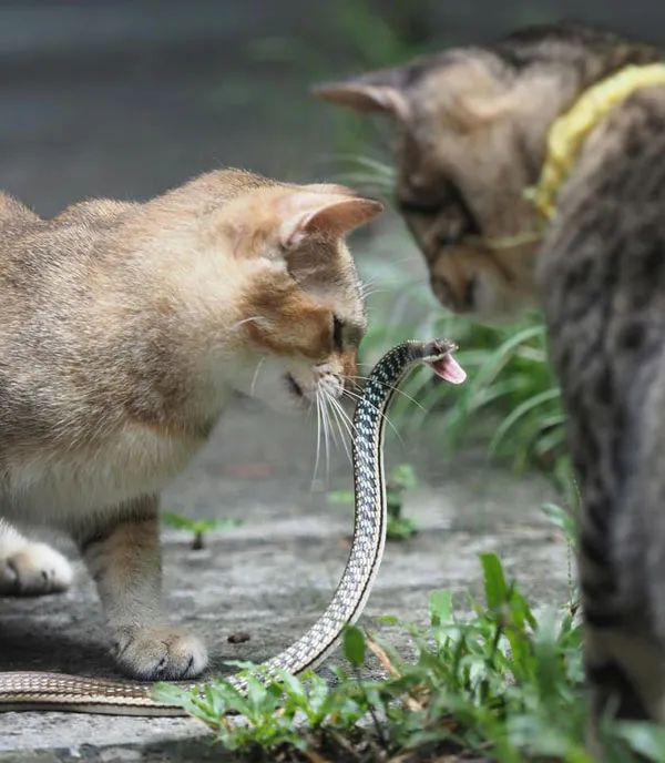 橘猫遇到一条蛇蛇还想反抗结果来了一群猫蛇蠢橘别叫猫单挑啊