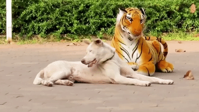 把"老虎"偷偷放在狗狗的身后.狗:这是人干的事?