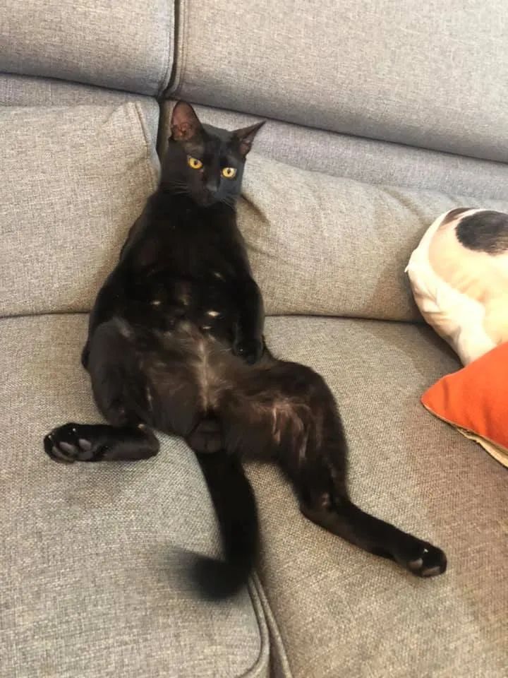 副猫样并取名为"库克"便将小猫领养经过治疗后这只需要救援的小流浪猫