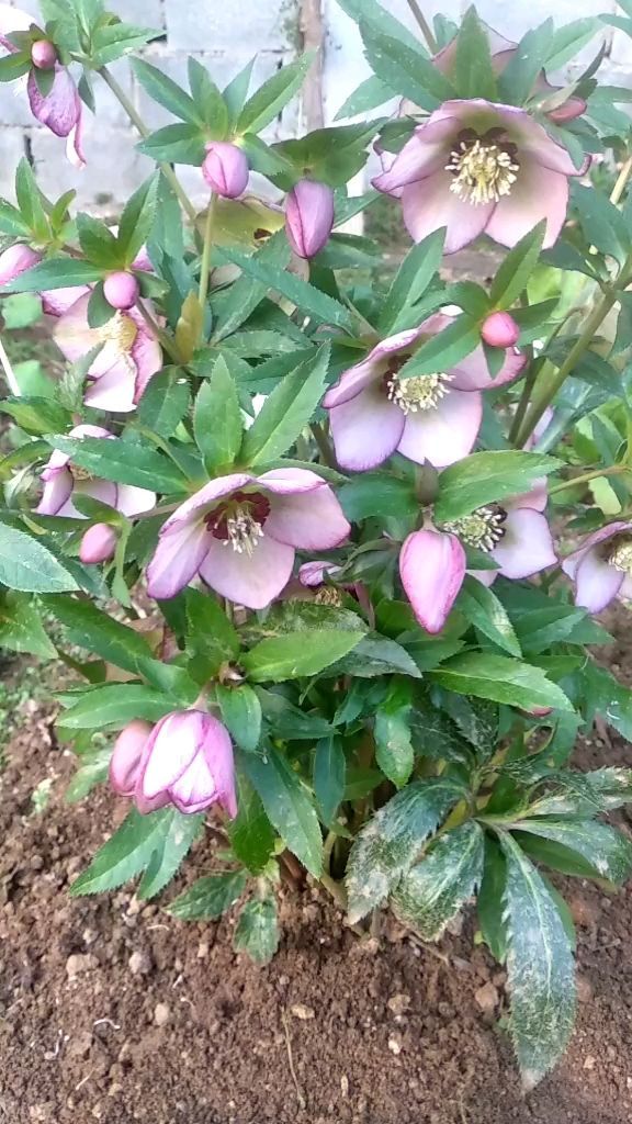 冬天养盆"铁筷子",冰天雪地也能开花,颜值超高!