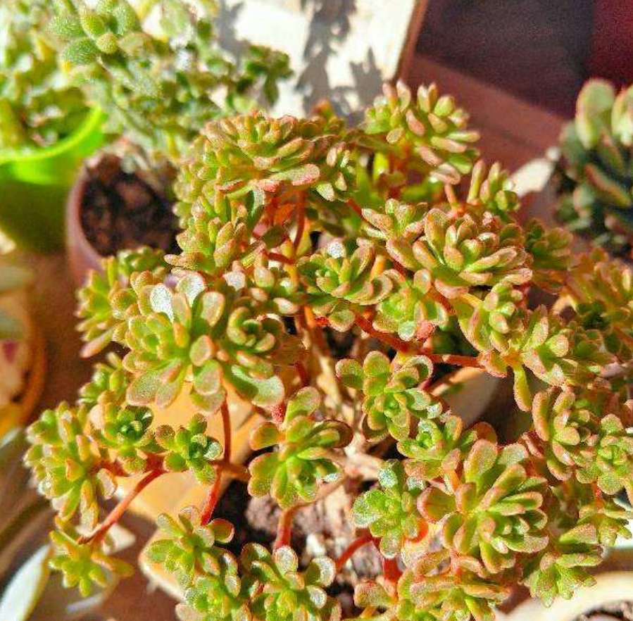 多肉小人祭,名字有点怪,样子很可爱,谁养谁知道!