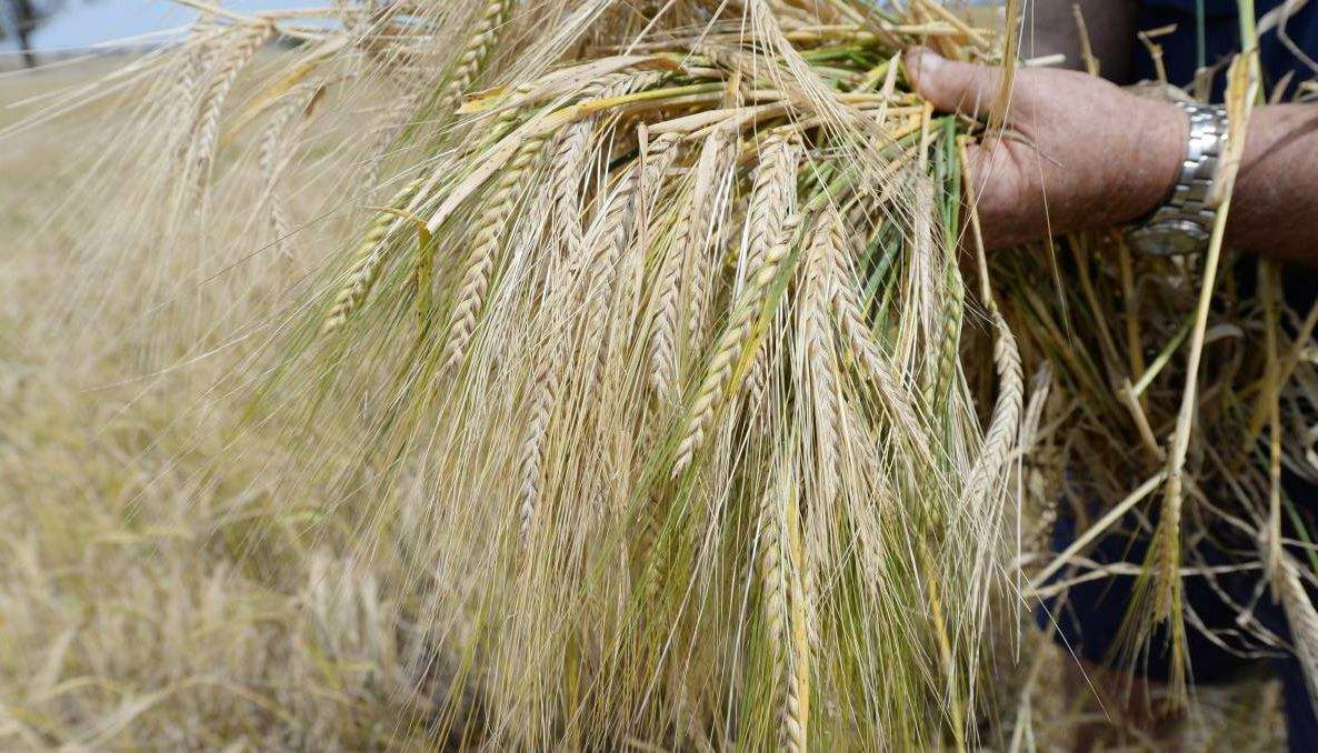 被中国制裁后,澳大利亚农民直接损失70亿,小麦的销路在哪?