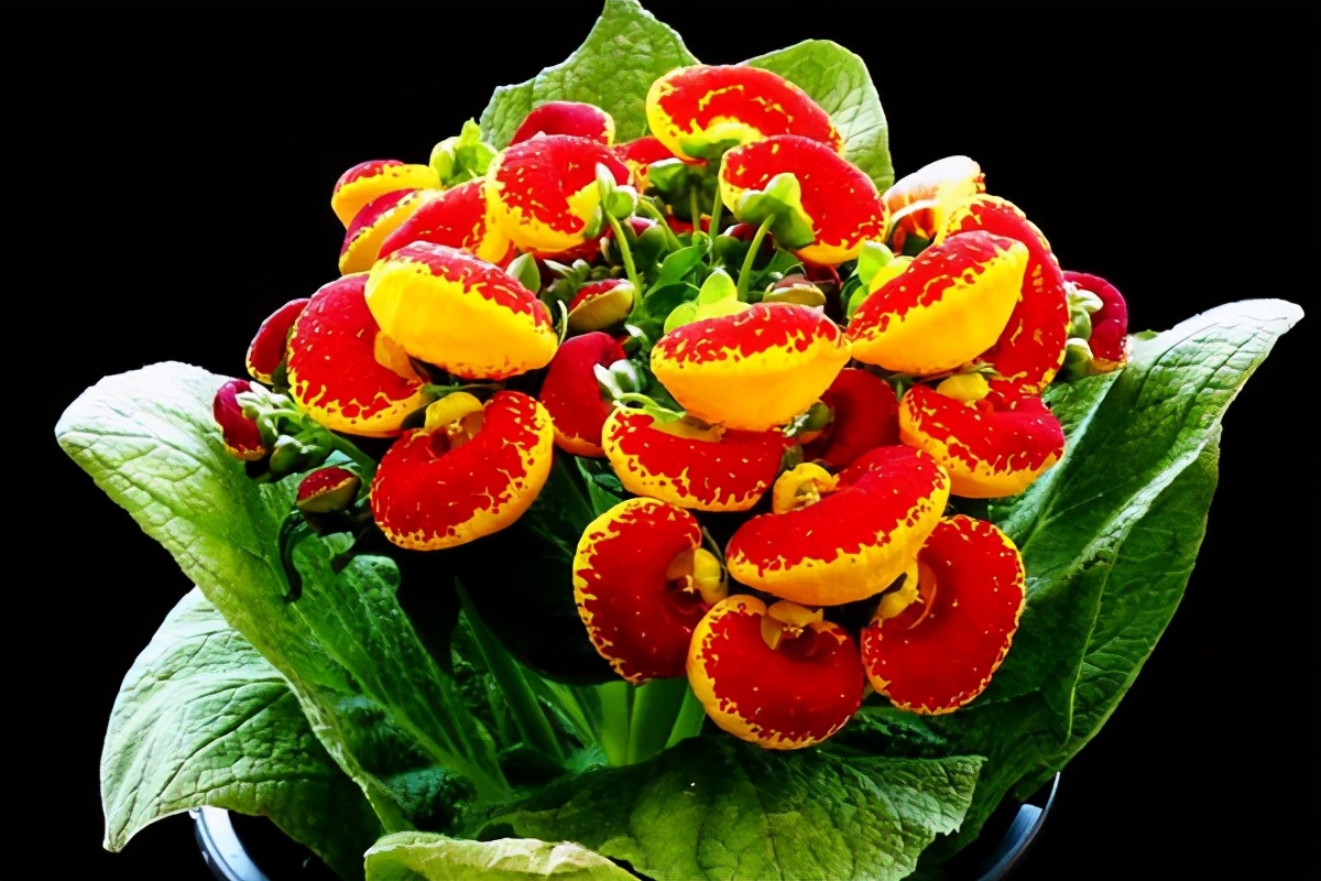 一种少见又漂亮的花,名叫"元宝花",过年养喜庆寓意好