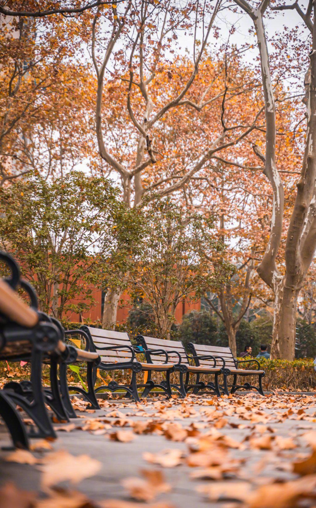 📍上海·武康路 街道两侧都是梧桐树,初冬时节…………|武康路|梧桐