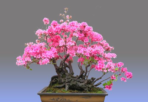 春天养花选它,红花配绿叶,观赏价值高,是家庭盆栽佳品!