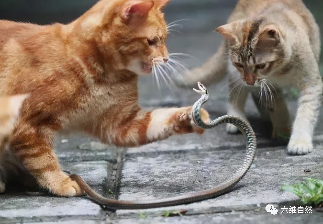 一条无毒蛇遇到一只橘猫,在反击过程中,却引来一群猫咪