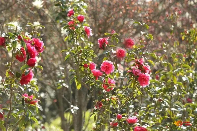 来楚雄旅游 必去的10个景点 你知道吗 石羊古镇 元谋土林 楚雄 新浪新闻