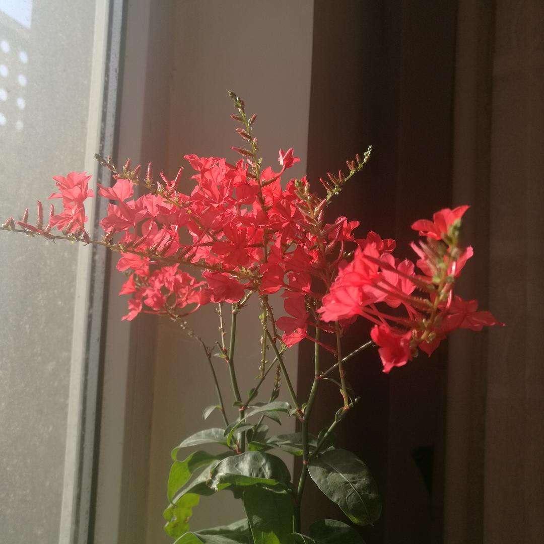 2,红雪花也喜欢阳光,枝条也需要及时修剪,如果有了残花,及时剪掉,它的