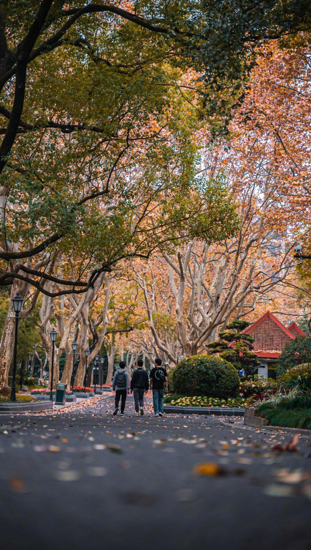 99上海·武康路 街道两侧都是梧桐树,初冬时节…………|武康路|梧桐