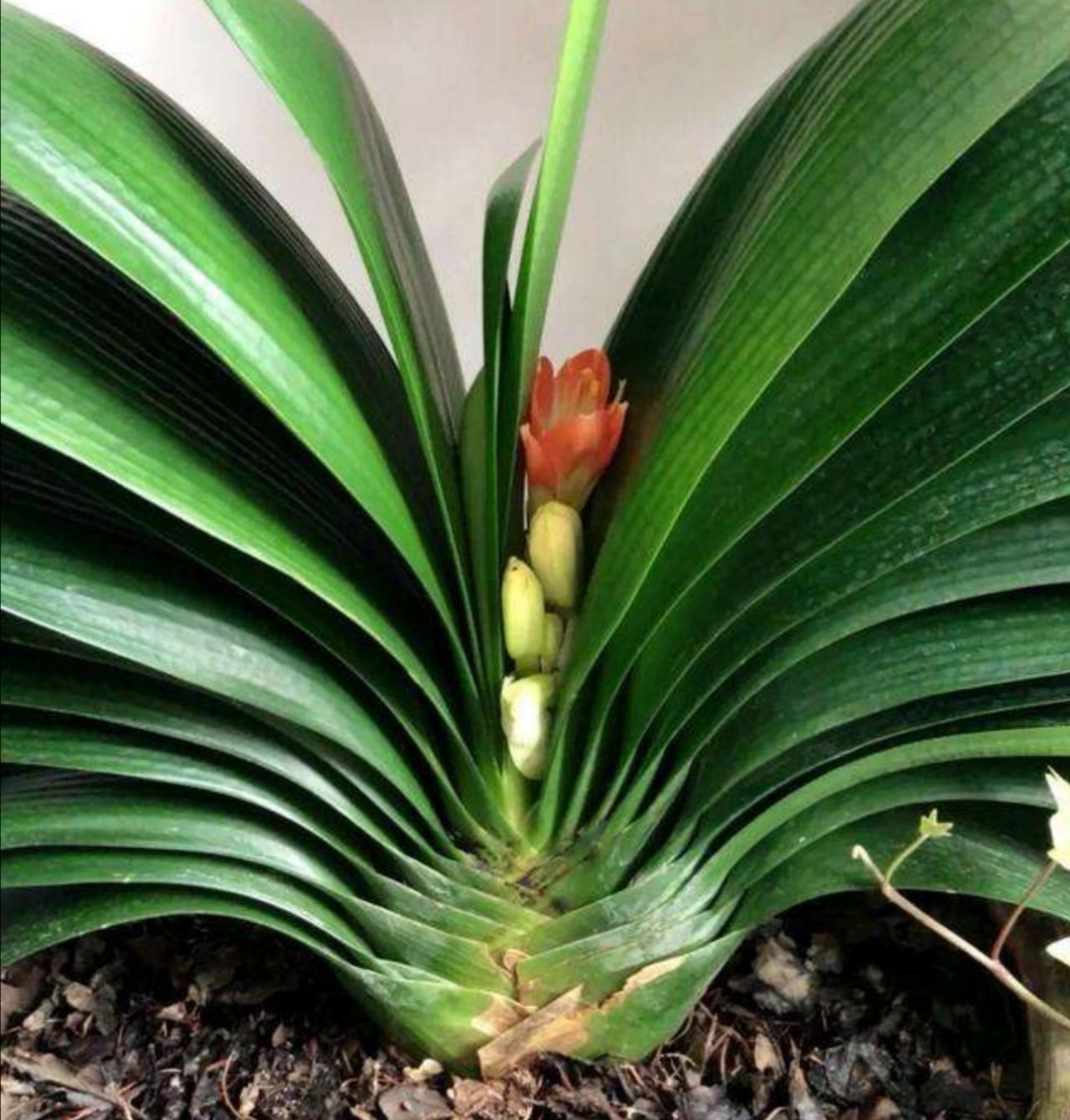 养君子兰,如何养护,才能防止花期出现夹箭?|植株|君子兰|花芽_新浪新