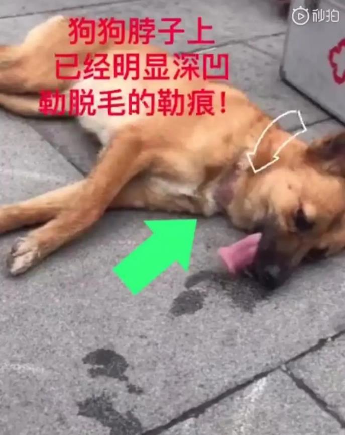 《狼殿下》苍鹰真伪引热议,为何总有剧组被人质疑虐待动物?休闲区蓝鸢梦想 - Www.slyday.coM 《狼殿下》苍鹰真伪引热议,为何总有剧组被人质疑虐待动物?休闲区蓝鸢梦想 - Www.slyday.coM