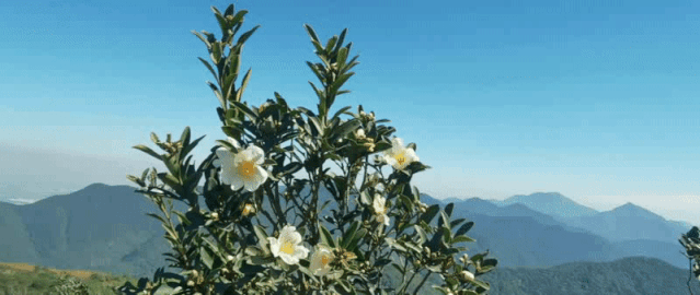 ▲一起先来感受一下紫烟阁强劲的风~